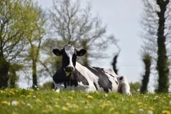 Maty legowiskowe dla Krów